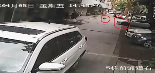 五歲女童小區內遭車碾壓身亡，后續調查與安全警示