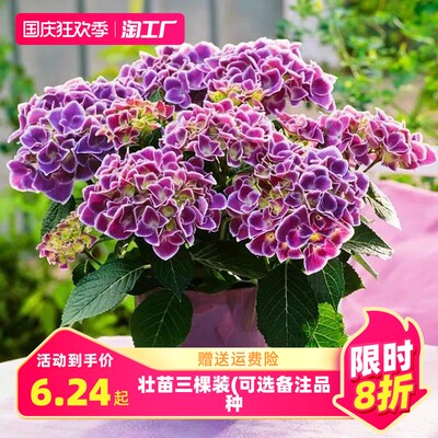 網購花卉，一觸即達 探索綠意盎然的消費新潮流